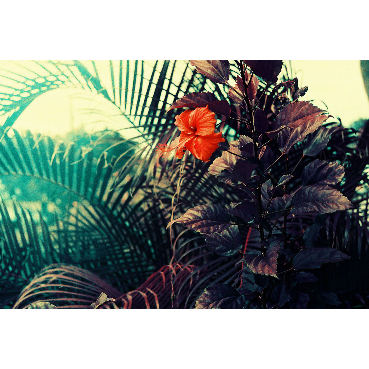 Lomography LomoChrome Purple XR ISO 100-400 Color, 35mm/36 exp.